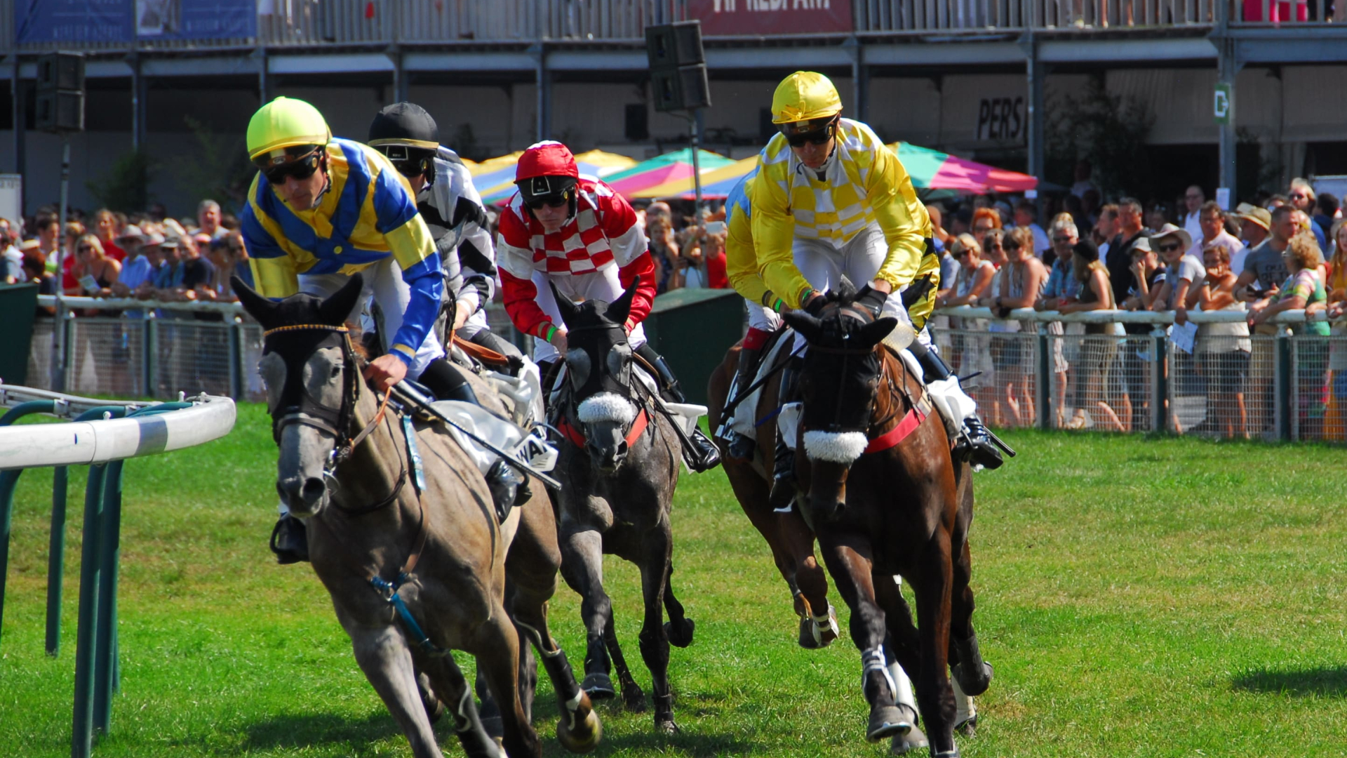 Waregem koerse: paardenkoersen zelf